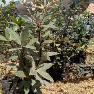 Restauración ecológica