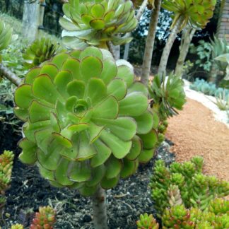 IMG_20200819_100617174