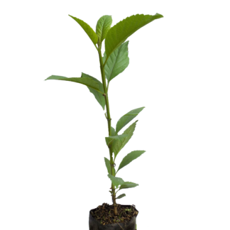 Bono excequial: Familiar