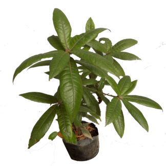 Bono excequial: Mascotas