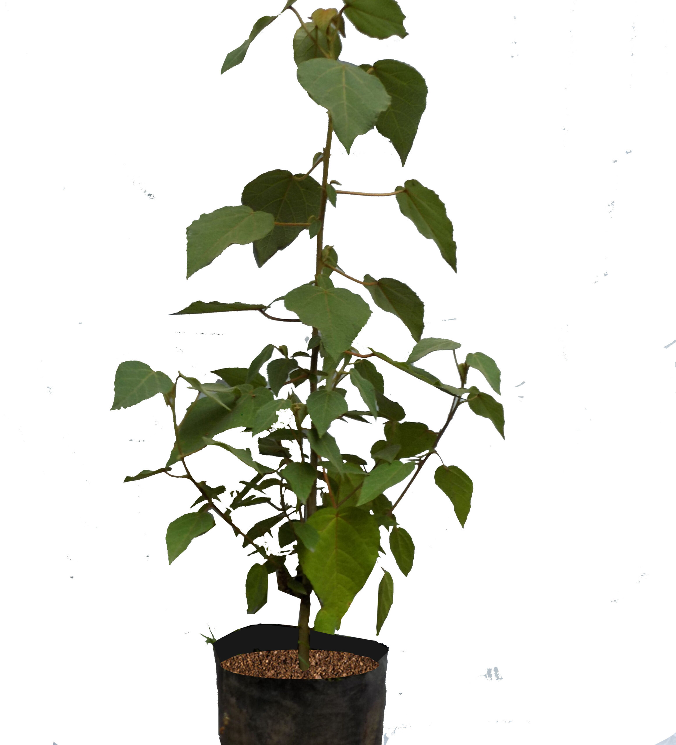 Regala un árbol Niwa