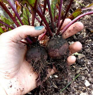 FJIMG_20200414_111306_1