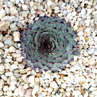 IMG_20200809_130347656