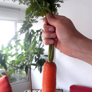 WhatsApp Image 2020-04-18 at 17.10.48