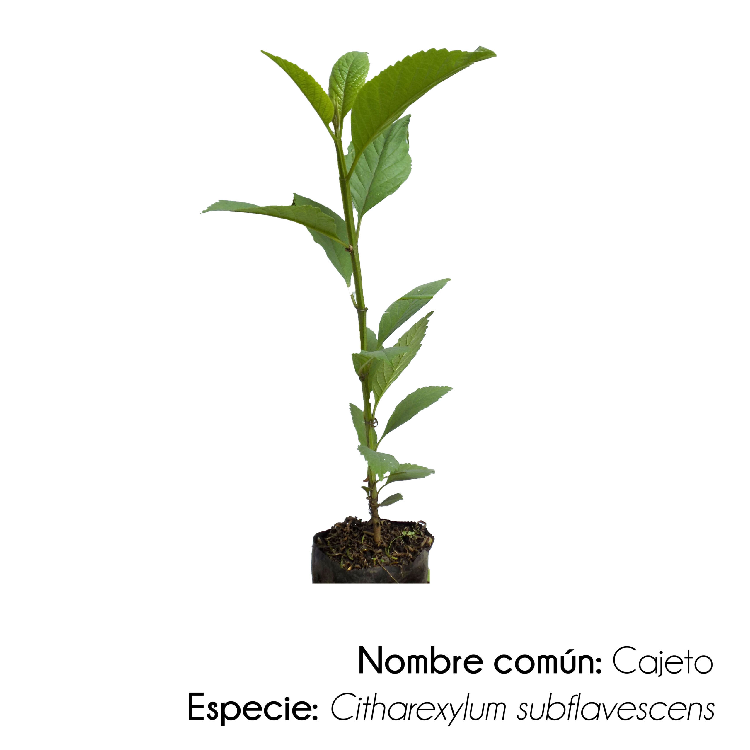 Regala un árbol Niwa - Image 4