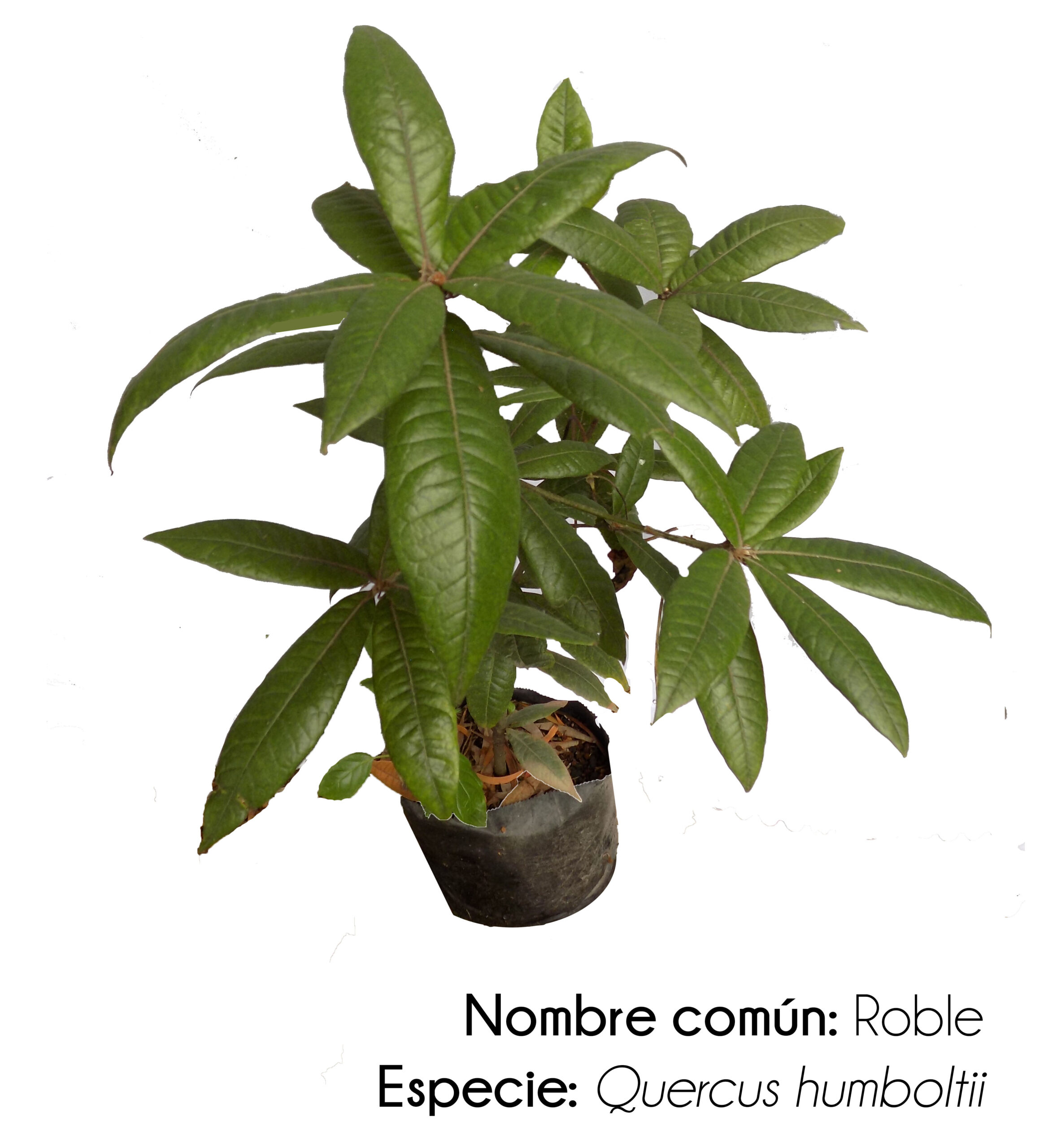 Regala un árbol Niwa - Image 2