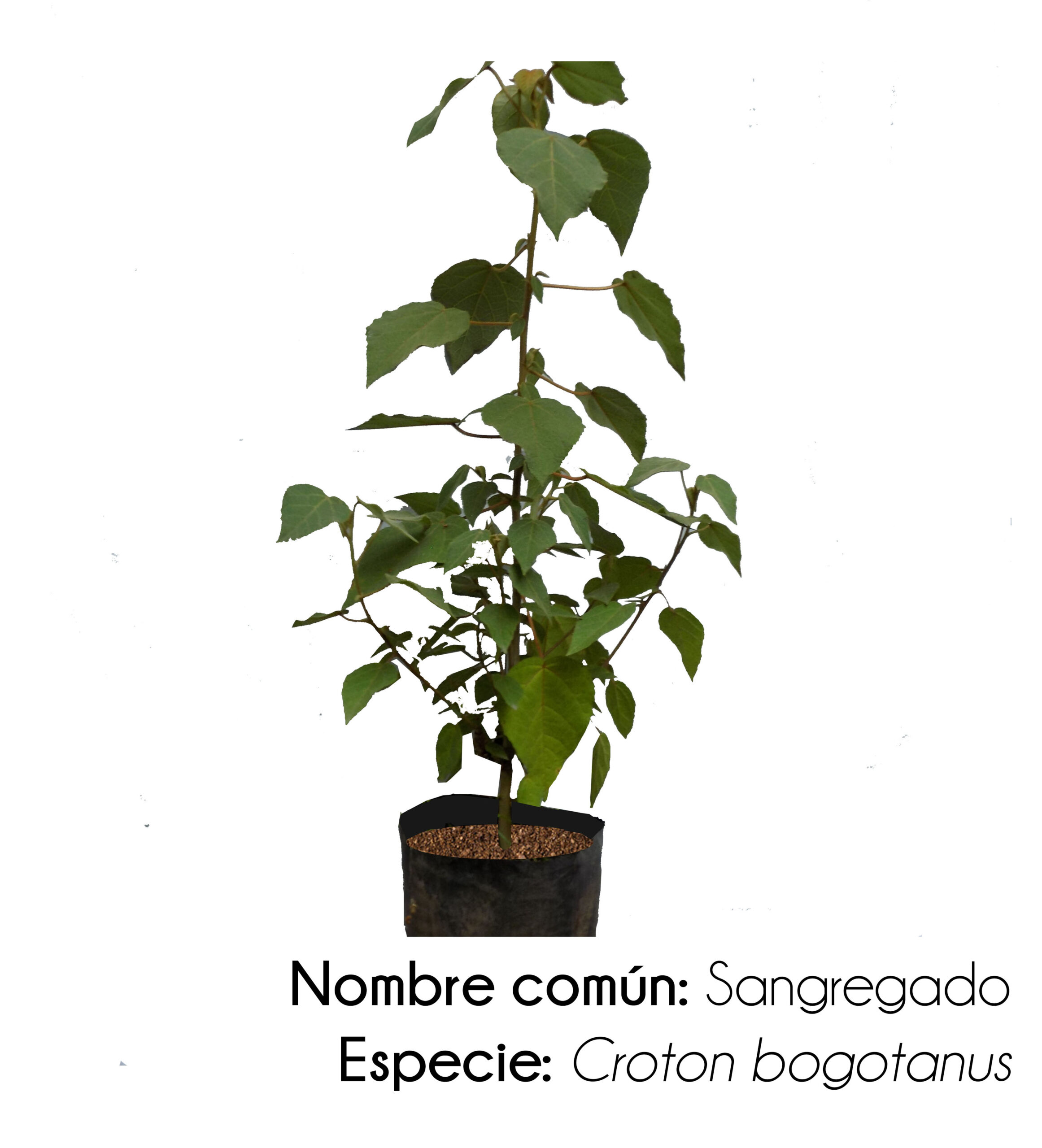 Regala un árbol Niwa - Image 3